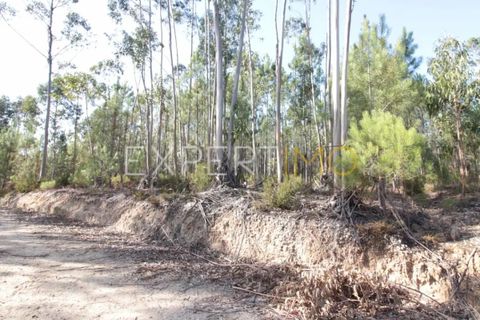 Helårsgrund i Matas e Cercal, Santarem, Matas e Cercal - € 18.000 | Ref: SV20005 - foto 2