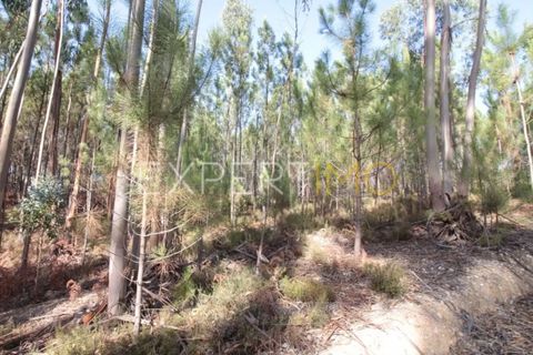 Helårsgrund i Matas e Cercal, Santarem, Matas e Cercal - € 18.000 | Ref: SV20005 - foto 3