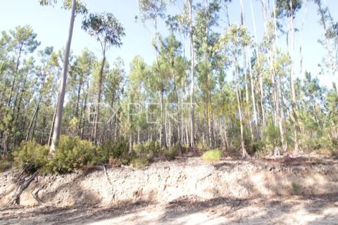 Helårsgrund i Matas e Cercal, Santarem, Matas e Cercal - € 18.000 | Ref: SV20005 - foto 4