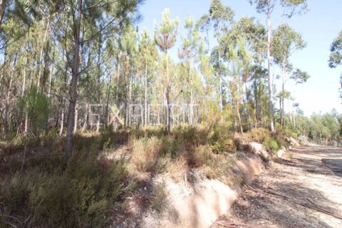 Helårsgrund i Matas e Cercal, Santarem, Matas e Cercal - € 18.000 | Ref: SV20005 - foto 5