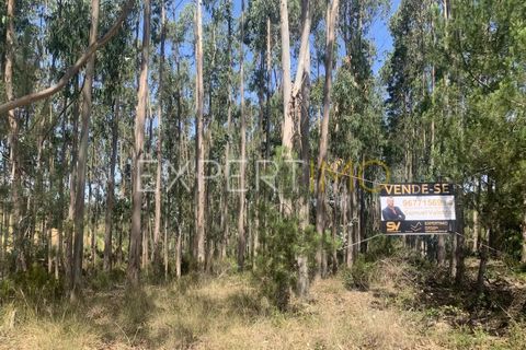 Terra a Leiria, Leiria, Leiria - € 450.000 | Ref: SV23030 - foto 4