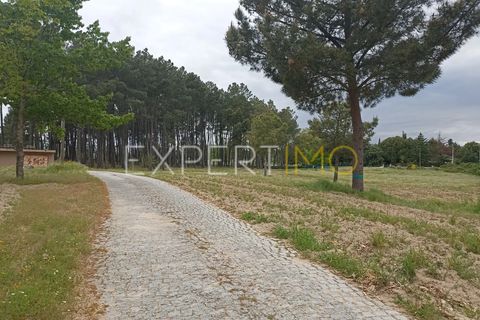 Villa - Caria, Castelo Branco, Caria - € 600 000 | Réf : CAS_4530 - photo 30