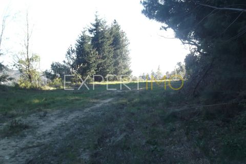 Farm i Guarda, Guarda, Guarda - € 56.500 | Ref: MC_027_MCAR - foto 9