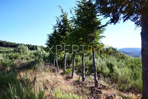 Farm i Guarda, Guarda, Guarda - € 36.500 | Ref: MC_035_MCAR - foto 14