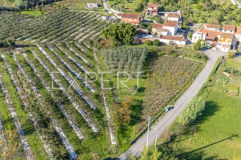 Terra a Coimbra, Coimbra, Coimbra - € 28.500 | Ref: TER_2818_FCOI - foto 3