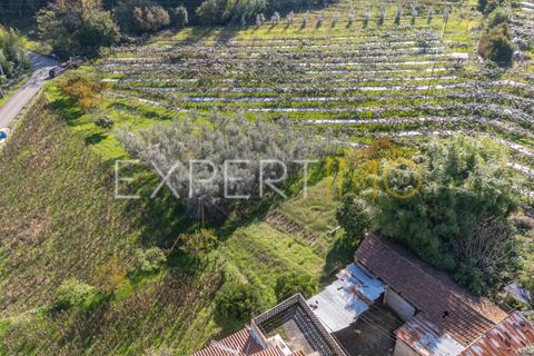 Terra a Coimbra, Coimbra, Coimbra - € 28.500 | Ref: TER_2818_FCOI - foto 7