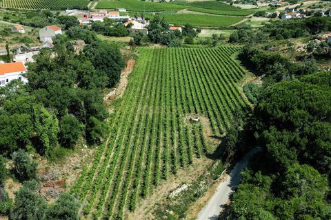 Farm hus i Alenquer, Lisbon, Alenquer - € 690.000 | Ref: C0364-05919 - foto 7