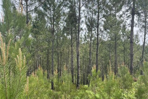 Helårsgrund i Abrantes, Santarem, Abrantes - € 48.000 | Ref: C0364-05929 - foto 6