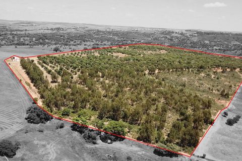Helårsgrund i Ourique, Beja, Ourique - € 289.000 | Ref: C0240-03629 - foto 3