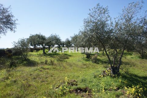 Helårsgrund i Castelo Branco, Castelo Branco, Castelo Branco - € 27.000 | Ref: PP4756 - foto 2