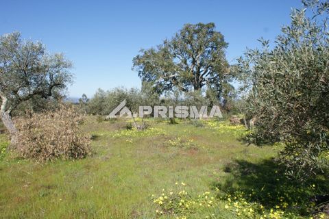 Helårsgrund i Castelo Branco, Castelo Branco, Castelo Branco - € 27.000 | Ref: PP4756 - foto 3