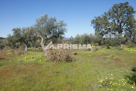 Helårsgrund i Castelo Branco, Castelo Branco, Castelo Branco - € 27.000 | Ref: PP4756 - foto 4