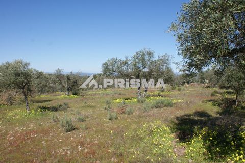 Helårsgrund i Castelo Branco, Castelo Branco, Castelo Branco - € 27.000 | Ref: PP4756 - foto 5