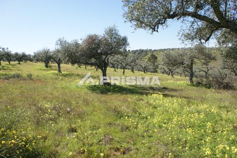 Helårsgrund i Castelo Branco, Castelo Branco, Castelo Branco - € 27.000 | Ref: PP4756 - foto 6