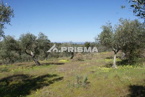 Helårsgrund i Castelo Branco, Castelo Branco, Castelo Branco - € 27.000 | Ref: PP4756 - foto 7