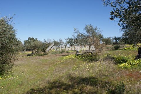 Helårsgrund i Castelo Branco, Castelo Branco, Castelo Branco - € 27.000 | Ref: PP4756 - foto 8