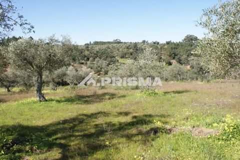 Helårsgrund i Castelo Branco, Castelo Branco, Castelo Branco - € 27.000 | Ref: PP4756 - foto 9