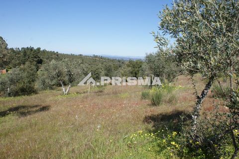 Helårsgrund i Castelo Branco, Castelo Branco, Castelo Branco - € 27.000 | Ref: PP4756 - foto 10
