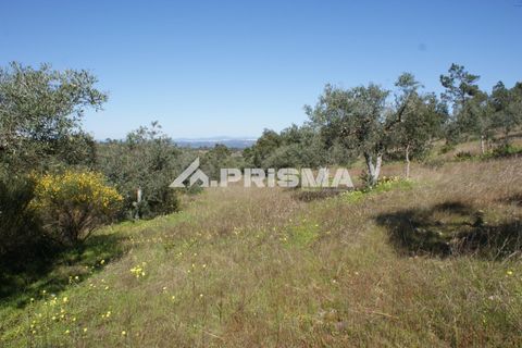 Helårsgrund i Castelo Branco, Castelo Branco, Castelo Branco - € 27.000 | Ref: PP4756 - foto 11