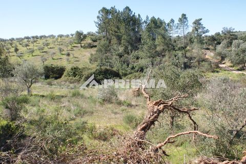Helårsgrund i Castelo Branco, Castelo Branco, Castelo Branco - € 27.000 | Ref: PP4756 - foto 12