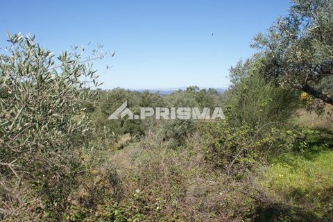 Helårsgrund i Castelo Branco, Castelo Branco, Castelo Branco - € 27.000 | Ref: PP4756 - foto 13