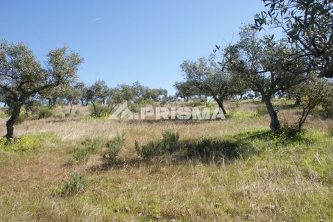 Helårsgrund i Castelo Branco, Castelo Branco, Castelo Branco - € 27.000 | Ref: PP4756 - foto 14