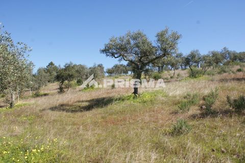Helårsgrund i Castelo Branco, Castelo Branco, Castelo Branco - € 27.000 | Ref: PP4756 - foto 15