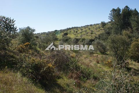 Helårsgrund i Castelo Branco, Castelo Branco, Castelo Branco - € 27.000 | Ref: PP4756 - foto 16