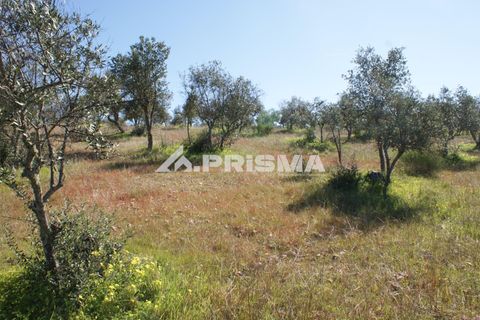 Helårsgrund i Castelo Branco, Castelo Branco, Castelo Branco - € 27.000 | Ref: PP4756 - foto 17