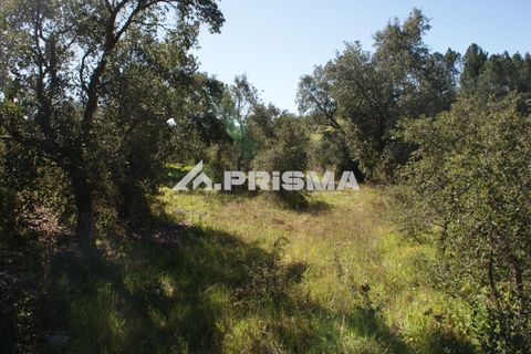 Helårsgrund i Castelo Branco, Castelo Branco, Castelo Branco - € 27.000 | Ref: PP4756 - foto 18