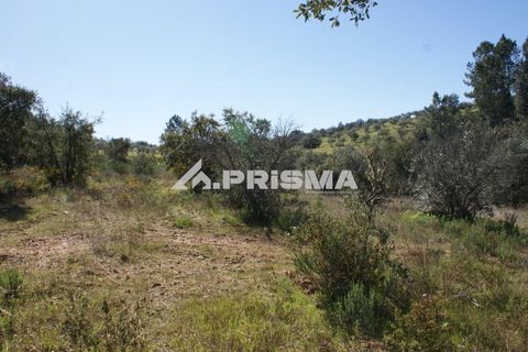 Helårsgrund i Castelo Branco, Castelo Branco, Castelo Branco - € 27.000 | Ref: PP4756 - foto 19