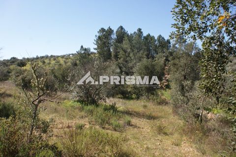 Helårsgrund i Castelo Branco, Castelo Branco, Castelo Branco - € 27.000 | Ref: PP4756 - foto 20
