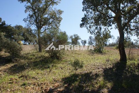 Helårsgrund i Castelo Branco, Castelo Branco, Castelo Branco - € 27.000 | Ref: PP4756 - foto 21
