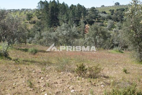 Helårsgrund i Castelo Branco, Castelo Branco, Castelo Branco - € 27.000 | Ref: PP4756 - foto 23