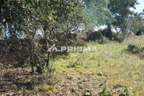 Helårsgrund i Castelo Branco, Castelo Branco, Castelo Branco - € 27.000 | Ref: PP4756 - foto 24