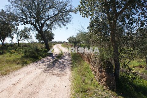 Helårsgrund i Castelo Branco, Castelo Branco, Castelo Branco - € 27.000 | Ref: PP4756 - foto 25