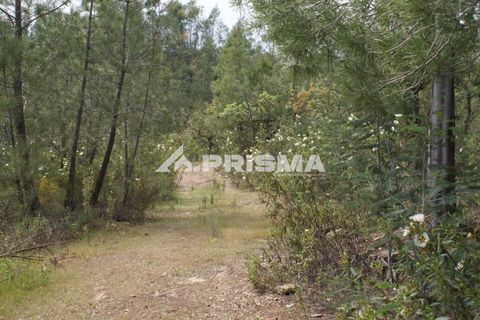 Helårsgrund i Castelo Branco, Castelo Branco, Castelo Branco - € 37.500 | Ref: PP4755 - foto 2