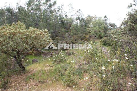 Helårsgrund i Castelo Branco, Castelo Branco, Castelo Branco - € 37.500 | Ref: PP4755 - foto 3