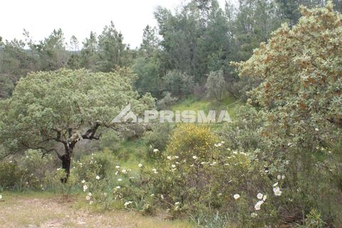 Helårsgrund i Castelo Branco, Castelo Branco, Castelo Branco - € 37.500 | Ref: PP4755 - foto 4