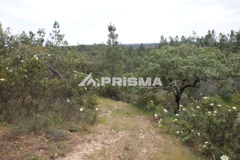 Helårsgrund i Castelo Branco, Castelo Branco, Castelo Branco - € 37.500 | Ref: PP4755 - foto 5