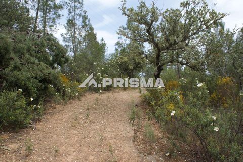Helårsgrund i Castelo Branco, Castelo Branco, Castelo Branco - € 37.500 | Ref: PP4755 - foto 6
