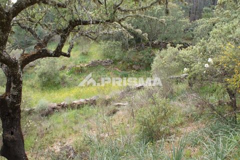 Helårsgrund i Castelo Branco, Castelo Branco, Castelo Branco - € 37.500 | Ref: PP4755 - foto 7
