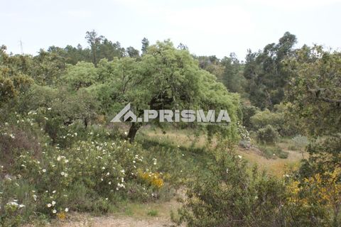Helårsgrund i Castelo Branco, Castelo Branco, Castelo Branco - € 37.500 | Ref: PP4755 - foto 9