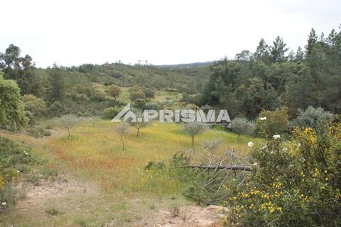 Helårsgrund i Castelo Branco, Castelo Branco, Castelo Branco - € 37.500 | Ref: PP4755 - foto 10