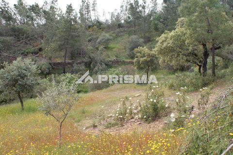 Helårsgrund i Castelo Branco, Castelo Branco, Castelo Branco - € 37.500 | Ref: PP4755 - foto 11