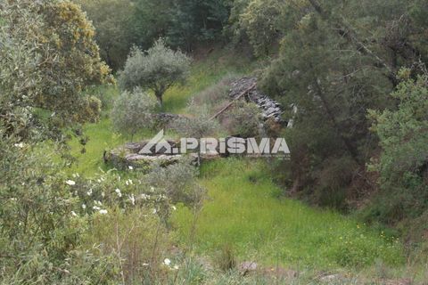 Helårsgrund i Castelo Branco, Castelo Branco, Castelo Branco - € 37.500 | Ref: PP4755 - foto 12