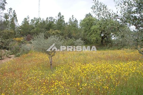 Helårsgrund i Castelo Branco, Castelo Branco, Castelo Branco - € 37.500 | Ref: PP4755 - foto 13