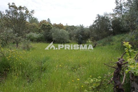 Helårsgrund i Castelo Branco, Castelo Branco, Castelo Branco - € 37.500 | Ref: PP4755 - foto 17