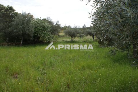 Helårsgrund i Castelo Branco, Castelo Branco, Castelo Branco - € 37.500 | Ref: PP4755 - foto 19