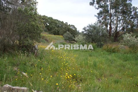 Helårsgrund i Castelo Branco, Castelo Branco, Castelo Branco - € 37.500 | Ref: PP4755 - foto 20